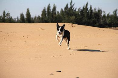 建造游戏《空中王国》今日于Steam发售  支持中文